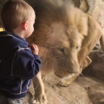 Way too close to a prowling lion